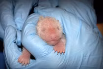 Những bức ảnh khoa học gây choáng nhất 2013 (5)