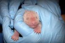 Những bức ảnh khoa học gây choáng nhất 2013 (5)