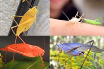 Ngắm các phiên bản lỗi màu của động vật