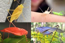 Ngắm các phiên bản lỗi màu của động vật