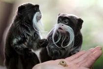 Điểm mặt những động vật có cách cư xử dị với con