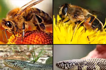 Giật mình với những "cặp song sinh" khác loài