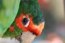 Những bức ảnh khoa học gây choáng nhất 2013 (2)