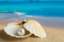 Tận mục “công nghệ” sản xuất ngọc trai từ hàu