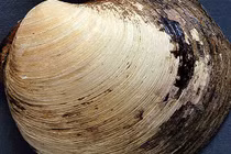 Sinh vật già nhất thế giới bị các nhà khoa học “sát hại”