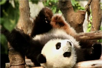 Siêu lợi nhuận nhờ cho thuê gấu trúc cực "chát"