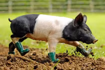 Chết cười với những kiểu dị ứng kỳ dị của vật nuôi