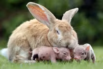 Ngây ngất với hình động vật đáng yêu nhất 2013 (1)