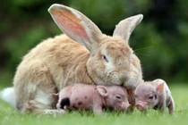 Ngây ngất với hình động vật đáng yêu nhất 2013 (1)