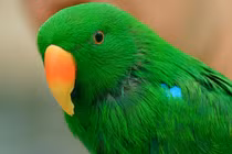 Khi động vật ra tay nghĩa hiệp (2)