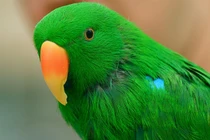 Khi động vật ra tay nghĩa hiệp (2)