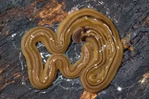 Chết khiếp với sâu đầu búa