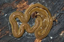 Chết khiếp với sâu đầu búa