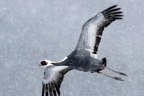 Những loài chim bay cao không tưởng khiến con người "ngả mũ thán phục" 