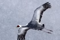 Những loài chim bay cao không tưởng khiến con người "ngả mũ thán phục" 