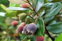 Kinh ngạc loại quả mọc dại đầy Việt Nam, lại là... kho báu ở TQ 