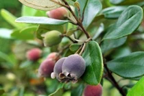 Kinh ngạc loại quả mọc dại đầy Việt Nam, lại là... kho báu ở TQ 