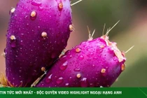 Loại quả mọc dại đầy VN, dân Mỹ đổ xô tìm mua, xem như "thần dược" 