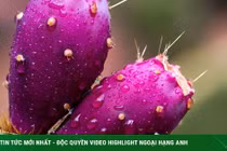 Loại quả mọc dại đầy VN, dân Mỹ đổ xô tìm mua, xem như "thần dược" 