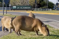 Khủng khiếp chuột khổng lồ xâm chiếm khu nhà giàu ở Argentina