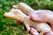 Những động vật khác thường bất ngờ được phát hiện trong năm 2021