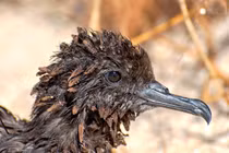 Kỳ quái loài cây “tử thần” giết chim trong tích tắc 