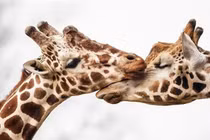 Lịm tim khoảnh khắc dịu dàng hiếm có của động vật