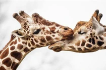 Lịm tim khoảnh khắc dịu dàng hiếm có của động vật