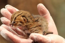 Kinh ngạc top động vật mini quý hiếm bậc nhất thế giới