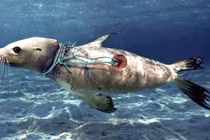 "Đau tim" loạt ảnh lột tả ô nhiễm rác thải nhựa đại dương 