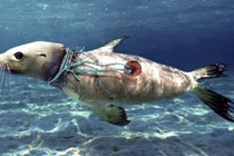 "Đau tim" loạt ảnh lột tả ô nhiễm rác thải nhựa đại dương 