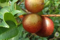 Xuýt xoa loại quả được ví như "vàng lỏng", nhiều người săn lùng 