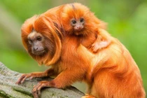 Kinh ngạc top động vật mini quý-hiếm-lạ bậc nhất thế gian 