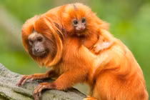 Kinh ngạc top động vật mini quý-hiếm-lạ bậc nhất thế gian 