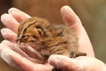 Mê mẩn top động vật mini quý hiếm nhất hành tinh 