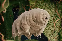 Sửng sốt 5 loài động vật chịu nóng giỏi nhất thế gian 