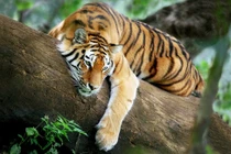 Nửa đầu tháng 10/2021: 3 con giáp ra ngõ hốt vàng, giàu sang vượt bậc 