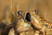 Độc lạ những loài "thủy quái miền Tây", bán kiếm bộn tiền 