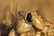 Độc lạ những loài "thủy quái miền Tây", bán kiếm bộn tiền 