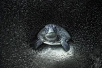 Sửng sốt cảnh tượng dưới đáy đại dương qua loạt ảnh hiếm 