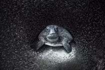 Sửng sốt cảnh tượng dưới đáy đại dương qua loạt ảnh hiếm 