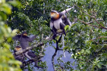 Điểm danh những loài voọc đặc hữu quý hiếm nhất Việt Nam 