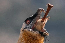 Cực dị quái điểu khổng lồ: Có râu dưới cằm, thích nuốt chửng xương 