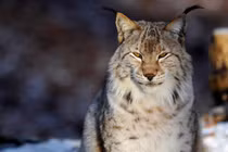 Kỳ diệu những động vật tuyệt chủng bất ngờ hồi sinh từ cõi chết 