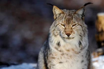 Kỳ diệu những động vật tuyệt chủng bất ngờ hồi sinh từ cõi chết 