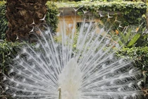 10 loài động vật bạch tạng đẹp huyền diệu như đến từ hành tinh khác 