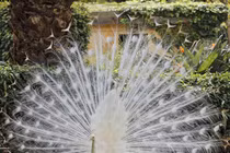 10 loài động vật bạch tạng đẹp huyền diệu như đến từ hành tinh khác 