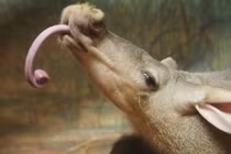 Sửng sốt 5 giống lợn có vẻ ngoài dị hình nhất thế giới 