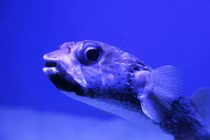 Rùng mình trước những sự thật ám ảnh trên thế giới