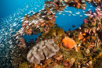 Ngắm rạn san hô nghìn năm tuổi, có nguy cơ biến mất hoàn toàn 